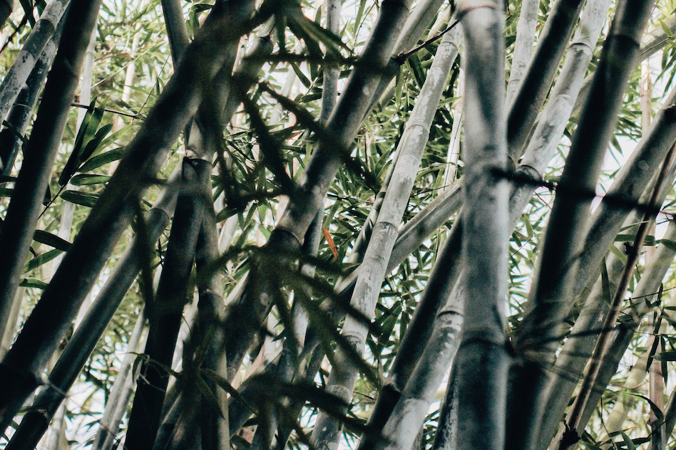 bambou vélo électrique musculaire paris Möbius Bike